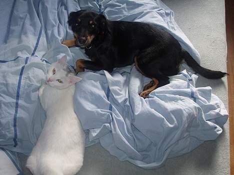 Blanding af racer Mokka - Mokka, og Miss K. billede 16