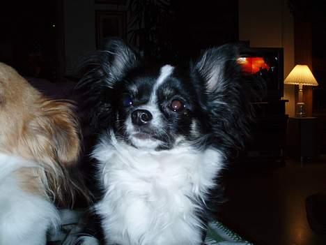 Chihuahua Malli billede 4