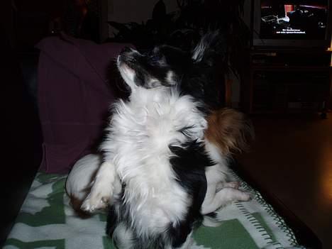 Chihuahua Malli billede 5