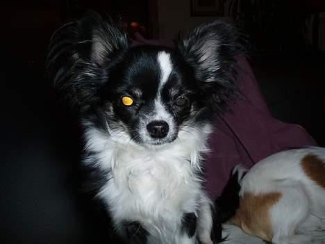 Chihuahua Malli billede 6