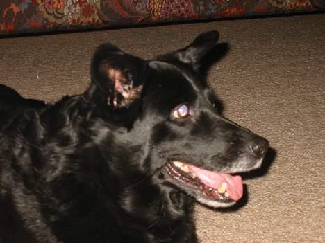 Blanding af racer Freia RIP billede 15