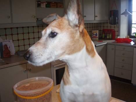 Blanding af racer Fylla billede 11