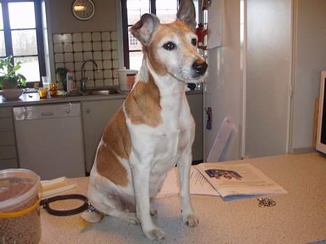 Blanding af racer Fylla - #Top-Model# billede 12