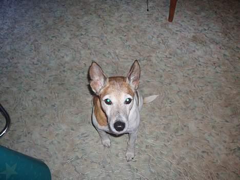 Blanding af racer Fylla billede 13