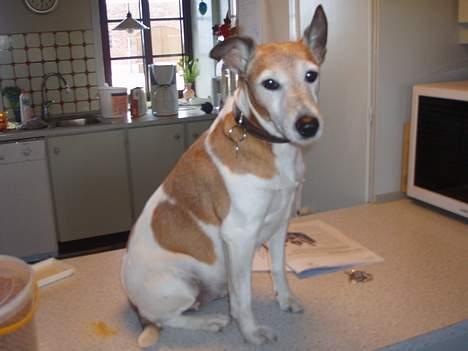 Blanding af racer Fylla - rigtige billeder skal tages oppe på bordet... billede 14