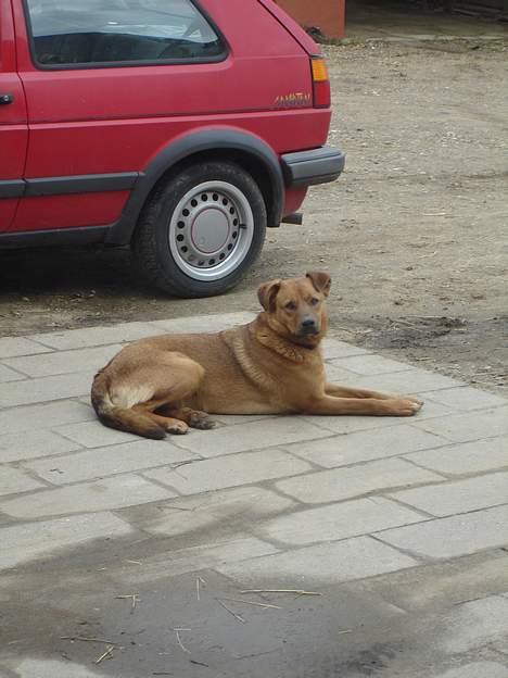 Blanding af racer Sascha - R.I.P - Hej mor.... jeg laver ikke noget billede 13