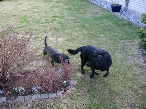 Blanding af racer Freia RIP - Forårskulrede hunde billede 16