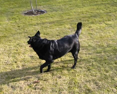 Blanding af racer Freia RIP billede 17