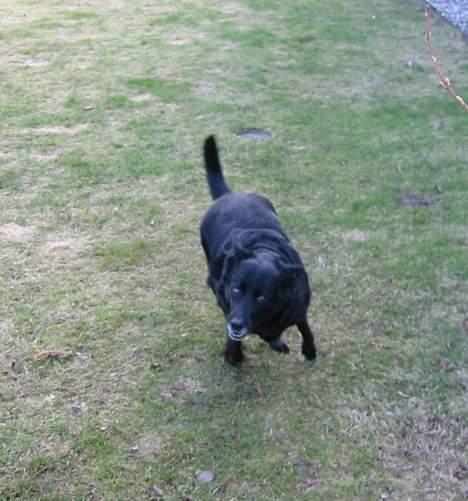 Blanding af racer Freia RIP - spas med Freia billede 18