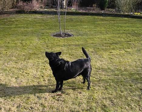 Blanding af racer Freia RIP - snif snif... der er noget i luften... billede 19