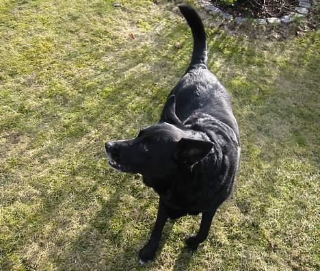 Blanding af racer Freia RIP billede 20