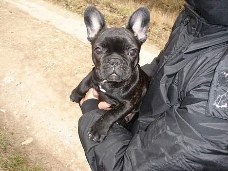 Fransk bulldog Fie billede 11