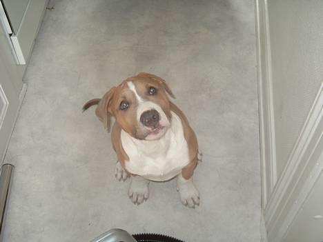 Blanding af racer Brutalis  billede 12