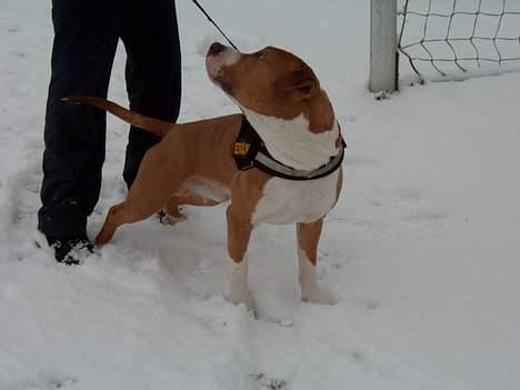 Blanding af racer Brutalis  billede 13