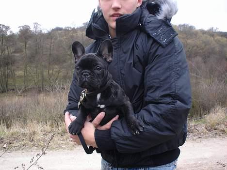 Fransk bulldog Fie billede 12