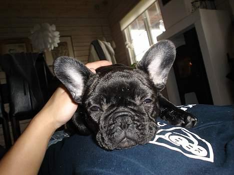 Fransk bulldog Fie billede 13
