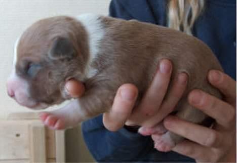 Blanding af racer Brutalis  - Brutalis 1 uge billede 14