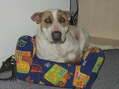 Blanding af racer Brutalis  - Ja det er så hans mor Cleo billede 15