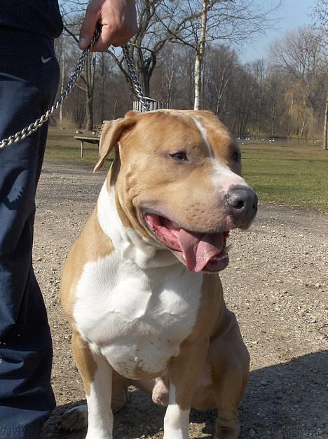 Blanding af racer Brutalis  billede 16