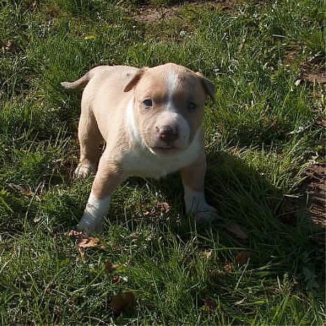 Blanding af racer Brutalis  - Brutalis 4 uger billede 17