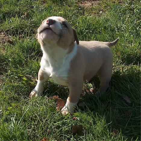 Blanding af racer Brutalis  - 4 uger billede 18