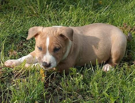 Blanding af racer Brutalis  - 7 uger og han er meget fræk : ) billede 19