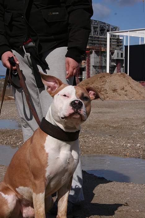Amerikansk staffordshire terrier Anton - Hvem si`r jeg har "flyveører"...?? Gs billede 12