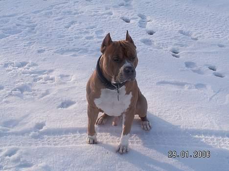 Amerikansk staffordshire terrier diesel (cerius) R.I.P - i think i saw a putticat..... billede 1