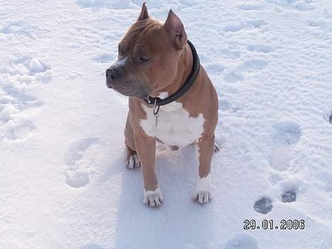 Amerikansk staffordshire terrier diesel (cerius) R.I.P billede 2