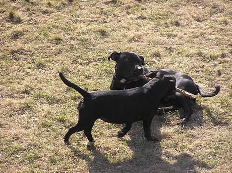 Staffordshire bull terrier Chili - hit med den  billede 6