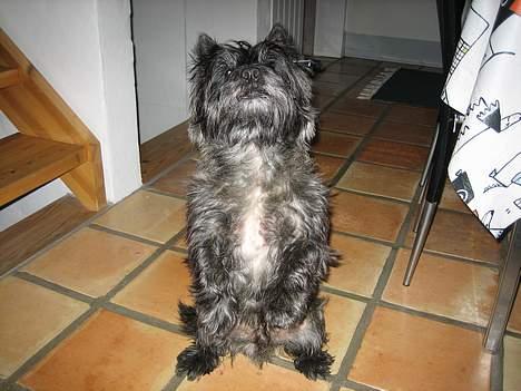 Cairn terrier Sylvester billede 7