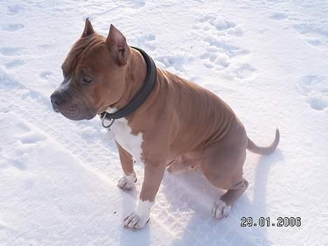 Amerikansk staffordshire terrier diesel (cerius) R.I.P billede 3