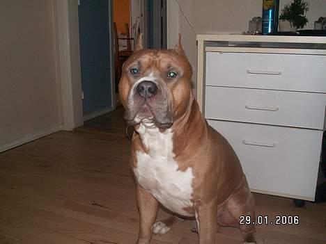 Amerikansk staffordshire terrier diesel (cerius) R.I.P billede 5