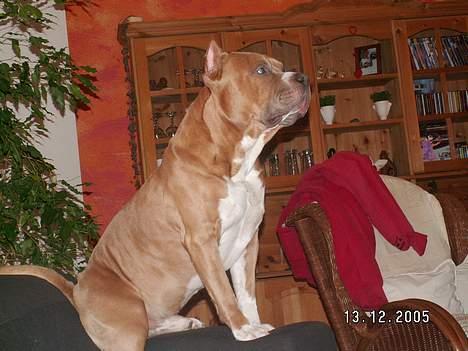 Amerikansk staffordshire terrier diesel (cerius) R.I.P billede 7