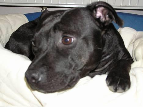 Staffordshire bull terrier Chili - hmmm hvad laver de derover !!!!!! billede 7