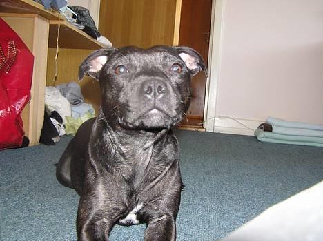 Staffordshire bull terrier Chili - chili pigen billede 8