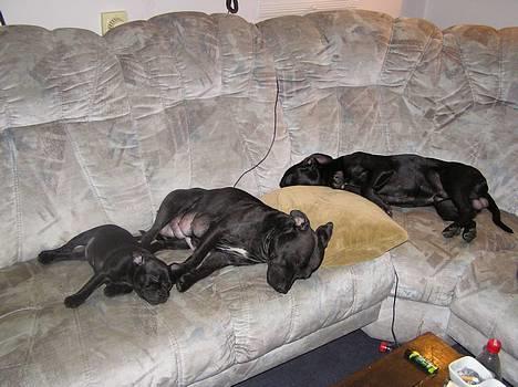 Staffordshire bull terrier Chili - de tre små bjørne tar´sig en lur billede 9