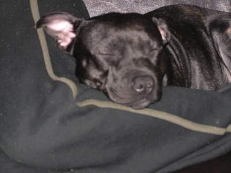 Staffordshire bull terrier Chili - The Bat billede 10