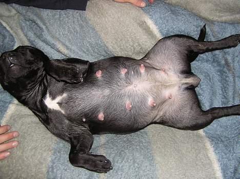 Staffordshire bull terrier Chili - im fat and im pregnant billede 11