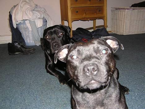 Staffordshire bull terrier Chili - allo´allo´ billede 12