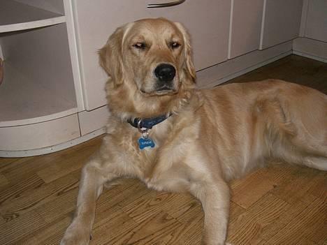 Golden retriever Bailey - Ja ja, Jeg slapper jo lige af, ikk!!! billede 6