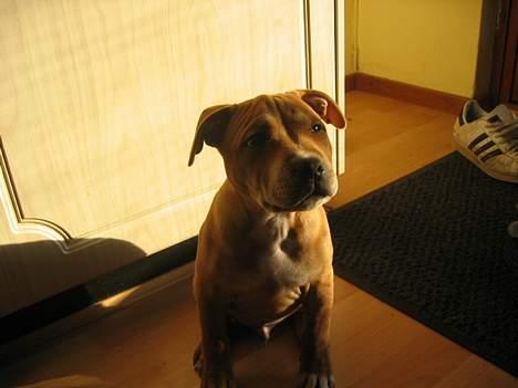 Staffordshire bull terrier ""(Engelsk) ""Gizmo"" billede 3