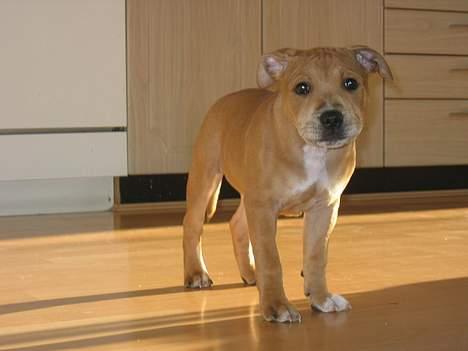 Staffordshire bull terrier ""(Engelsk) ""Gizmo"" billede 4