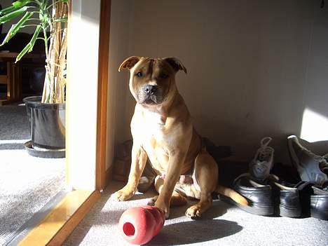 Staffordshire bull terrier ""(Engelsk) ""Gizmo"" billede 5