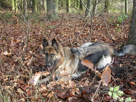Schæferhund Cia - Jeg er lige ved at fange en stor mus...d.3dec/06 billede 19