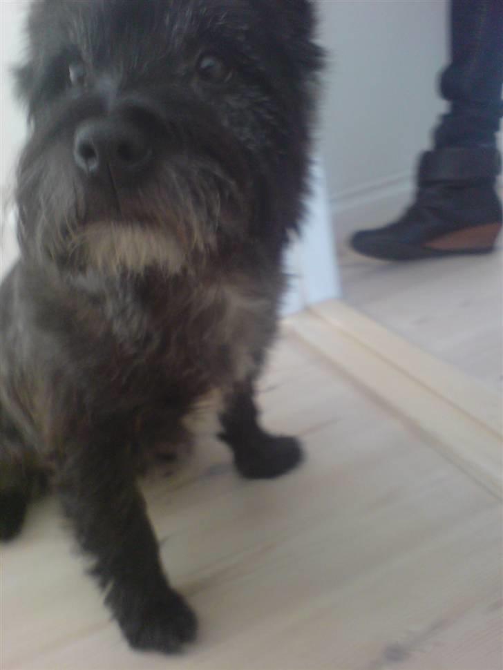 Cairn terrier Sylvester billede 8