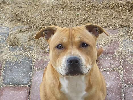 Staffordshire bull terrier ""(Engelsk) ""Gizmo"" billede 11