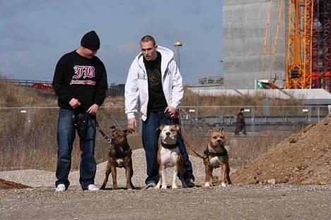 Amerikansk staffordshire terrier Nadia   *R.I.P.* - The gang.. Hehe :o) billede 16