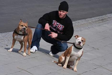 Amerikansk staffordshire terrier Nadia   *R.I.P.* - Mor og søn... billede 17