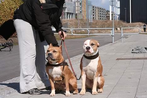 Amerikansk staffordshire terrier Nadia   *R.I.P.* billede 18